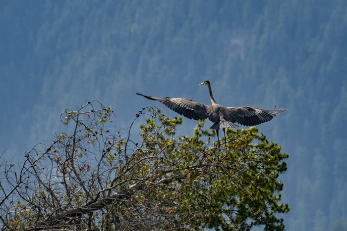 Squamish Arts Bob Brant1