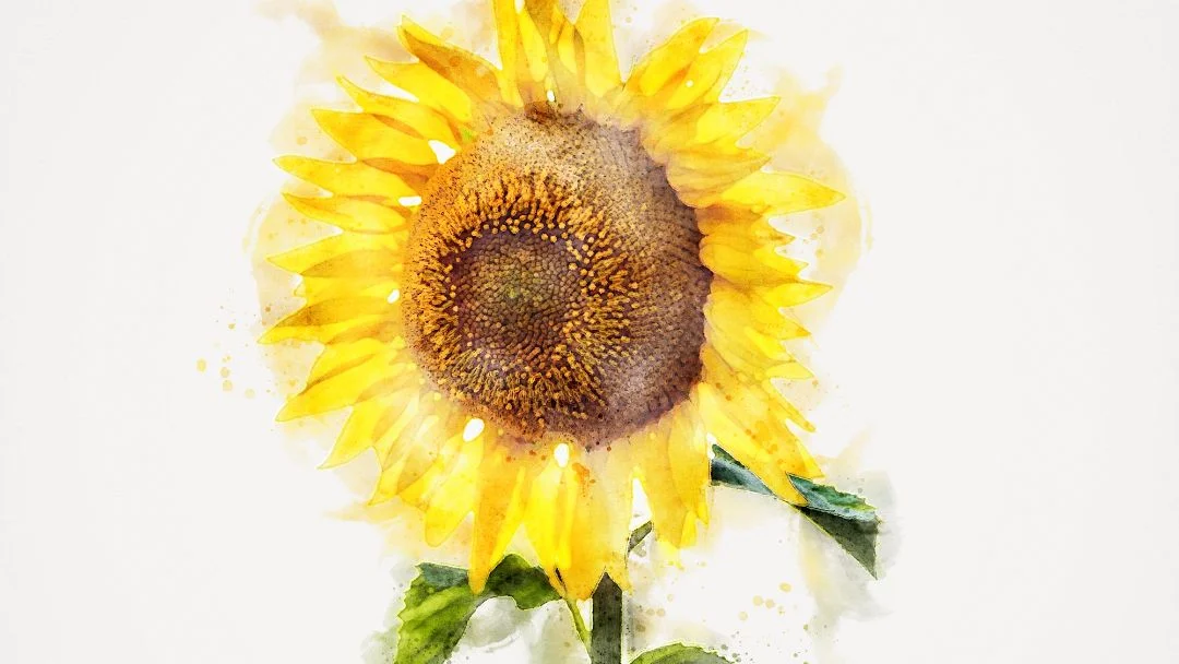 Squamish Arts Sunflowers in Watercolour Class