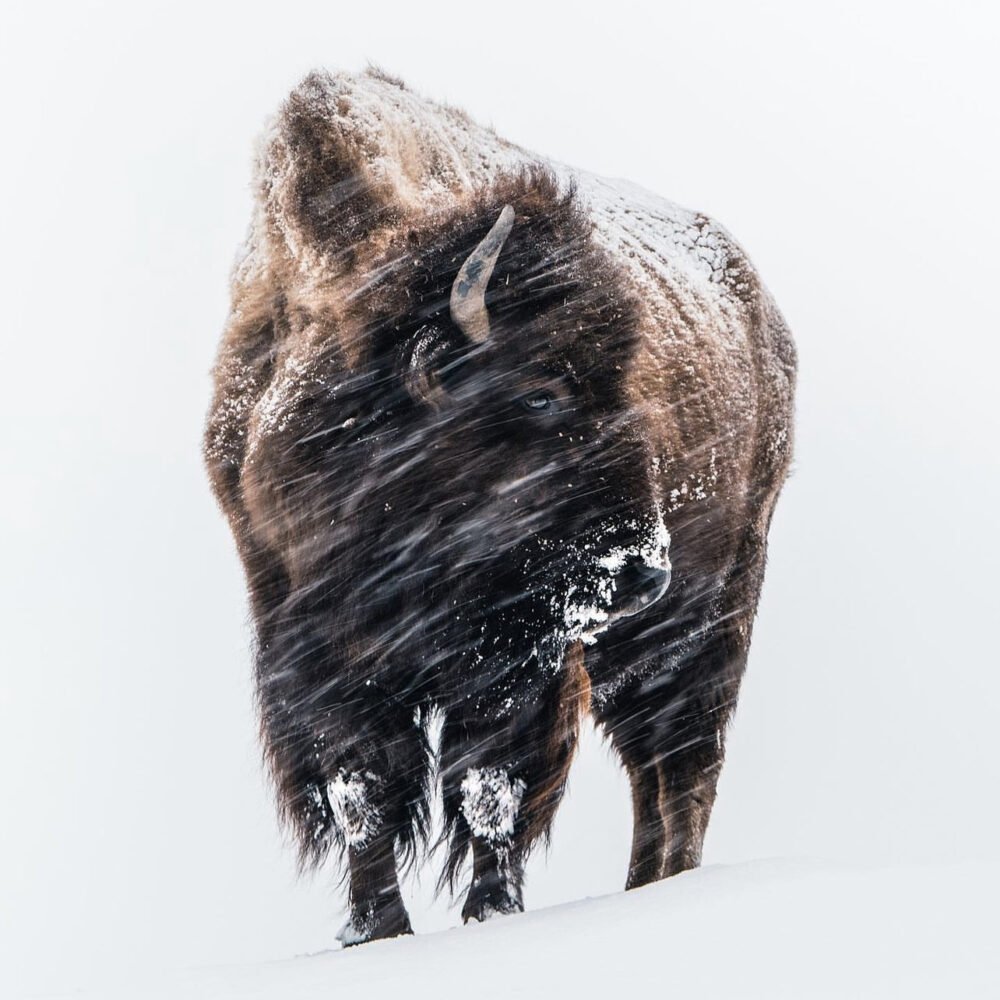 Alexandre Crouzet bison