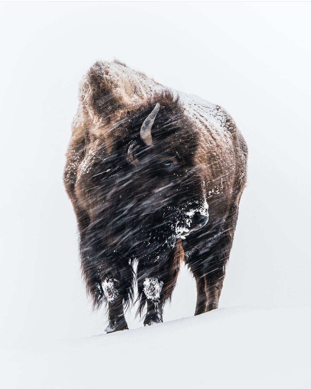 Alexandre Crouzet bison