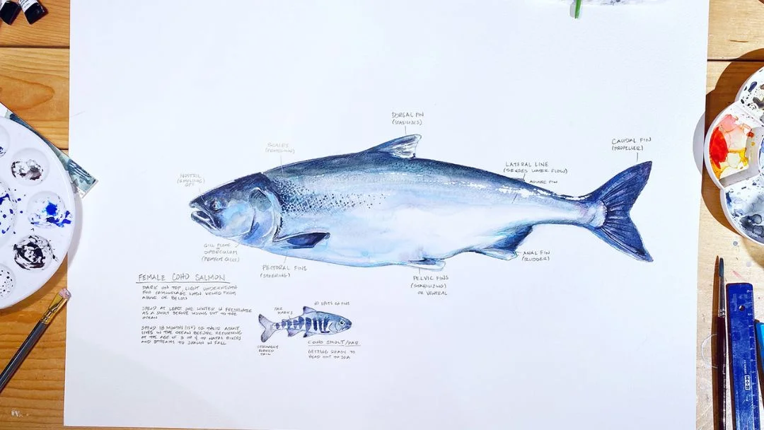 Squamish Arts Monika Loevenmark Watercolour Salmon Study