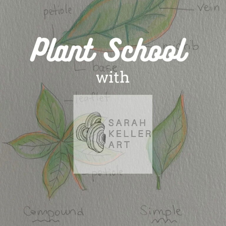 plant school with sarah keller art