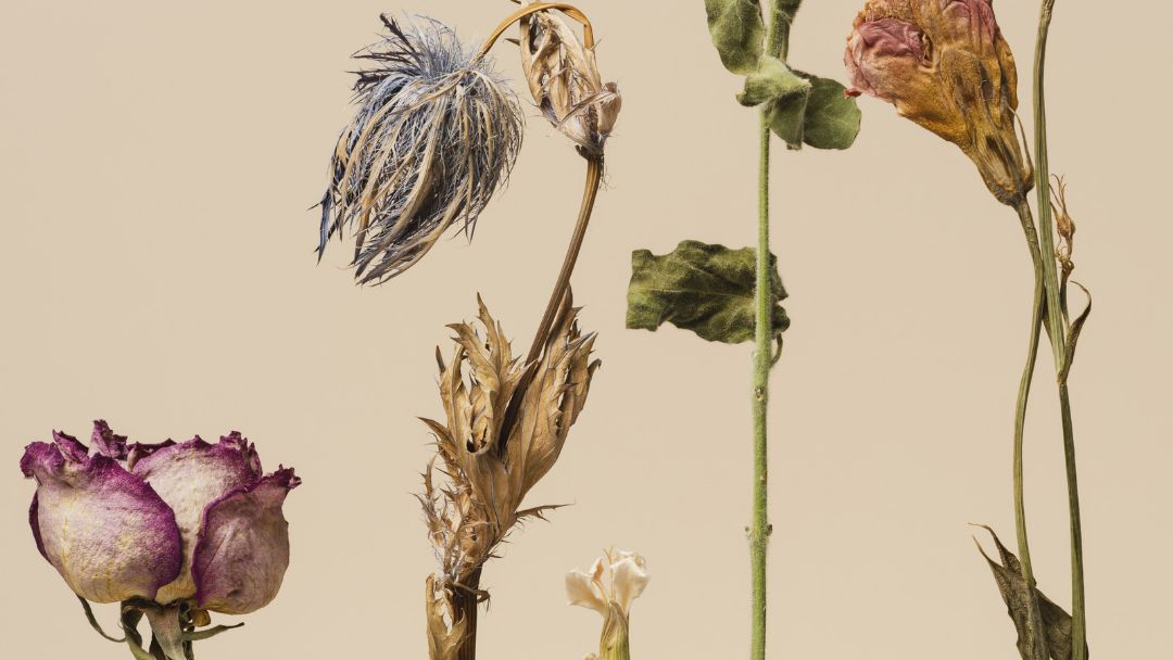 squamish arts botanical still life