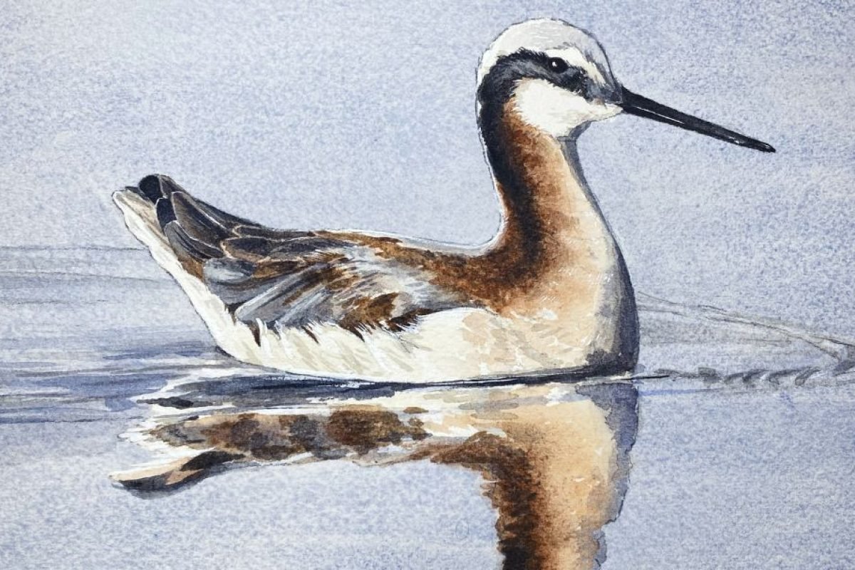 Squamish Arts Watercolour Bird Reflection Studies